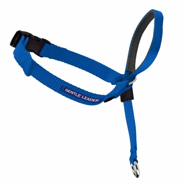 Gentle Leader Blue Headcollar - Medium